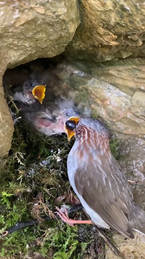 #bird #naturephotography #nature #naturelover | Brid Feed