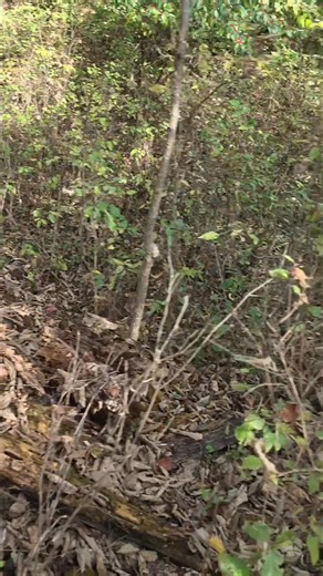 13K views · 463 reactions | Deforestation is a myth. Timberkutterpatriot #logging #forest #harvest | Boys In The Woods | Facebook