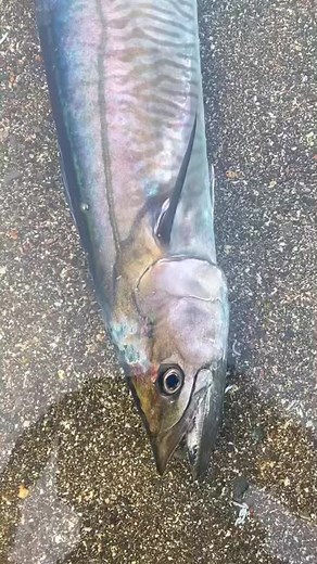 ‏#روؤس_الجبال #مسندم #كمزار #strait_of_hormuz #kumzar #أكسبلوررر