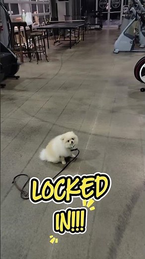 PAULIE THE POMERANIAN'S AMAZING GYM OBEDIENCE JOURNEY! | Dallas Dog Training