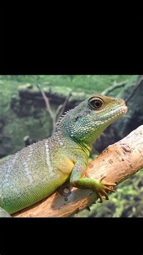 🤯मौत का जंगल Amazon जंगल #facts