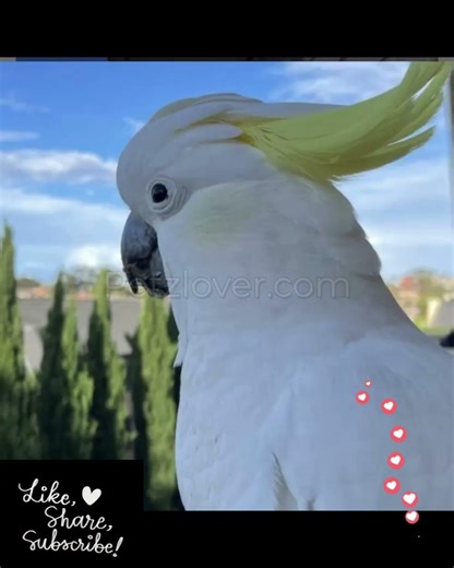 🦜 Umbrella Cockatoo available now!