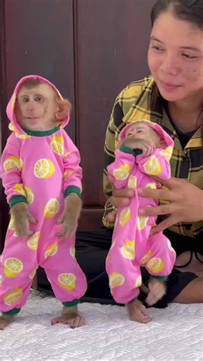 Adorable Baby Monkey Compilation