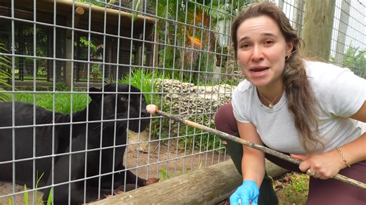 They fed every animal in the zoo - then one female suddenly turned angry