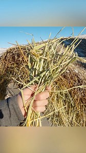 Wait… This Hay Can Actually Harm Cattle?! 😱🐄 #ranchlife #haybarley #feedingcattle #beefproduction #agriculturelife #cattleranching #cowfeed #countryliving #educational #didyouknow #greatfallsmontana #winterranching #trendingnow #viralnow #lifeinthewest #trinityvandenacre | Life in the West