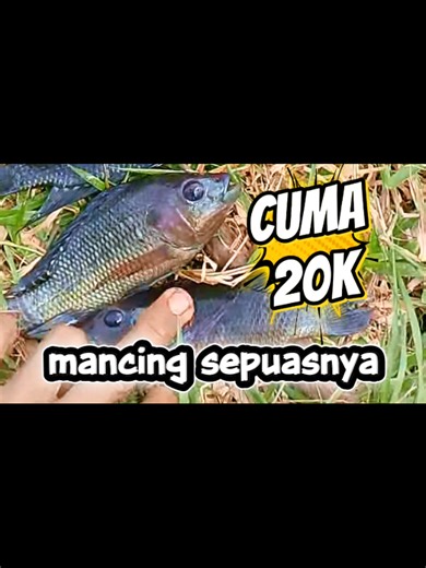 20 k mancing sepuasnya ##mancing #fishing #tiktok #trending #mancingmania