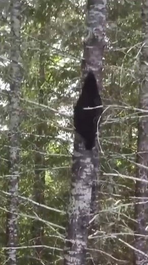 This is how fast a fleeing Black Bear can climb up a tree