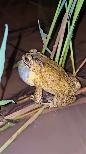 Nighttime Insect Chorus | Calm & Relaxing Ambience