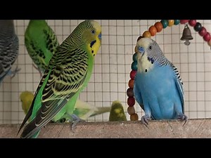 12 Hours of Comforting Parakeet Sounds: Cheerful Budgie Chirps to Soothe Your Sad Parakeet