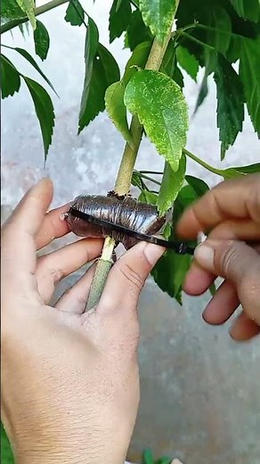 Propagating plants using layering techniques 🌳🌳#airlayering #gardening #plantpropagation