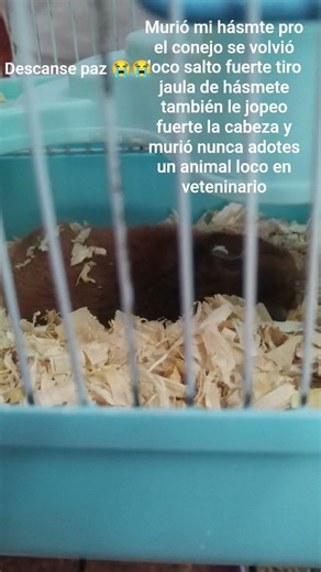 vídeo #muertoanimal #mascota #hásmter