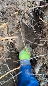 39K views · 1.2K reactions | It just kept getting bigger!! The last find of our two day trip 朗 check out this massive piece of brilliant wood! 蝹 one of the largest ever! Such a fun time digging with great folks. Took a while to get this big guy out and loaded into the truck  definitely one for the books  can’t wait until next adventure! | That Camping Couple | Facebook