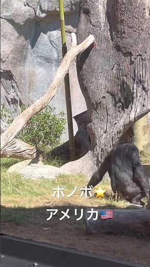 ボノボ カリフォルニア