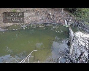 伏特电鳗Electrophorus voltai的集体狩猎