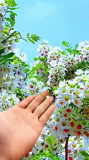Beautiful Nature: Relaxing Music & Amazing Views