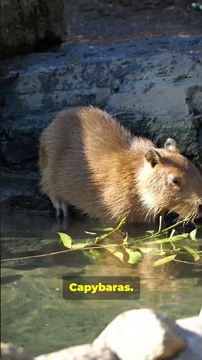 Anaconda: The Jungle’s Silent Crusher #wildlife #animals #nature