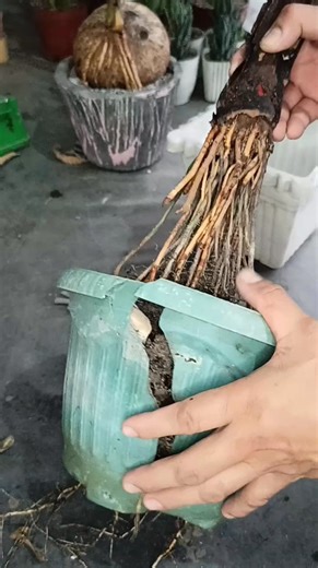 1.7M views · 6.2K reactions | The making of Bear Palm tree for Bonsai preparation #plants #garden #fbreels24 #viralreel #virals #everyone #everyonefollowers #StarsEverywhere @topfans | Angelie's Garden | Facebook