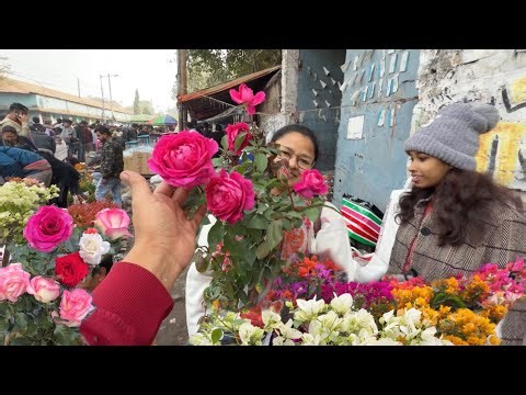 Stunning Scented Roses🌹at Galiff Street Bougainvillea, Camellia & Houseplants| Best Flowers Forever