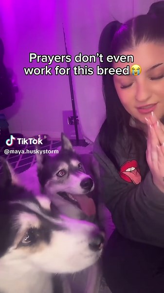 she didn’t need her built in subwoofers to get her point across for this one😬 #huskies #fyp #pets