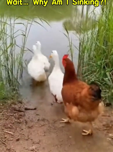 Chicken: “Oh Lord… we look exactly the same—so why am I not floating?! Bawk! BAWK!! BAAAWK!!! 🐓😫” #funny #viral #chicken #viralvideo #fyp