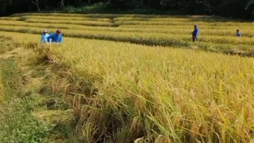 5.2K views · 20 reactions | ‼️Rice Reaper Machine‼️ This machine makes harvesting easier and faster than the manual harvesting. It requires less labor and less dependent on field size. Also, it is less shattering loss during harvesting. #Agricultural #machinery #farming #farmersmarket #paddyfield #ricereaper | JIBS ONE STOP SHOP Machineries | Facebook