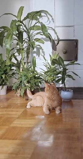 Happy Cat Collection on Reels