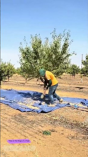 Shaking the Tree: How One Pole Knocks a Harvest onto a Waiting Tarp