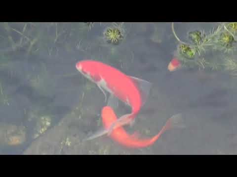 Breeding Pond Gold Fish Comets & Shubunkins. #pondlife 
