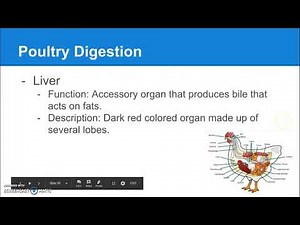 7 02 Poultry Digestion