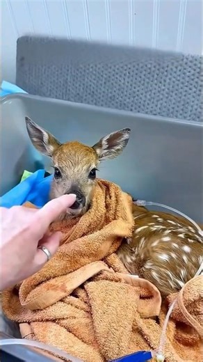 He rescued a newborn fawn – what happened next is heartwarming #shortvideo #viralshorts