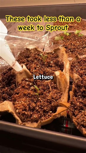 #gardentips #seedstarting #growlight