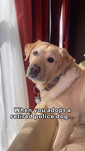 284K views · 10K reactions | I think my dog is just a “little” high strung.  #policedog #doghumor #labradorretriever | Magnus The Therapy Dog | Facebook