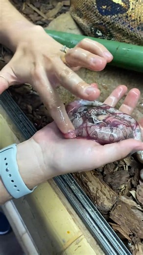 Most snakes lay eggs, but vipers and boas actually give live birth! - - - - - - - - - - _fix_002 #babyanimals #reptilesoftiktok #interesting #reptok #pets #reptilekeeper #themoreyouknow #birth #circleoflife | Paul Gagnon