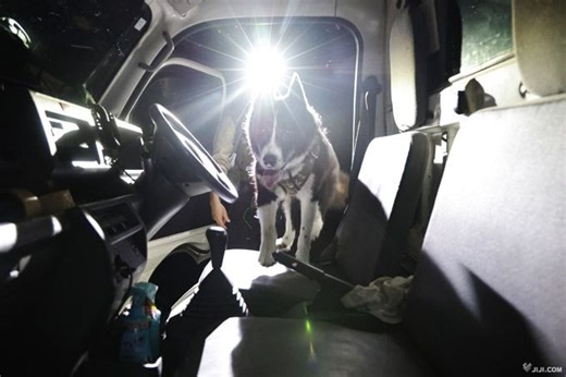 「生粋の猟犬」ベアドッグが立役者　クマの人身被害、軽井沢で１４年連続ゼロ：時事ドットコム