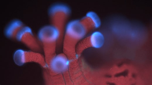 Brand New Microscope Designed For Underwater Reveals Stunning Details Of Corals