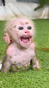 The plaster monkey will not let go of any plaster target monkey | Monkey Linda