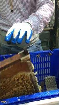 Pure Raw Honey Dripping / Fresh Honeycomb Harvest 🍯🐝 #Shorts