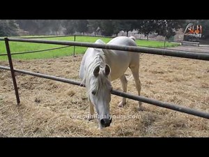 أجمل "الخيول العربية" بمحطة الزهراء