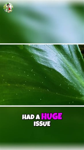 DE: The Soil Savior! Wipe Out Gnats & Soil Mites FAST 🪰🔥