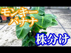 モンキーバナナの植え替え