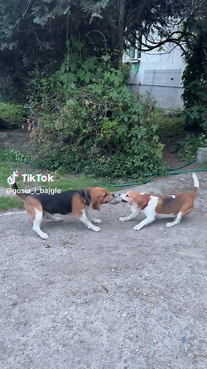 Sprzedam Beagle: Urocze Psy w Akcji