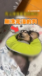 洗澡到底多累~~(Iris) 影片授權：IG／xxoo030303 | ETtoday寵物雲