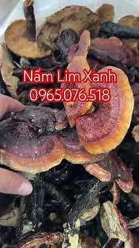 Nấm lim xanh có tác dụng gì, công dụng của nấm lim xanh, tác dụng của nấm lim xanh, nam lim xanh