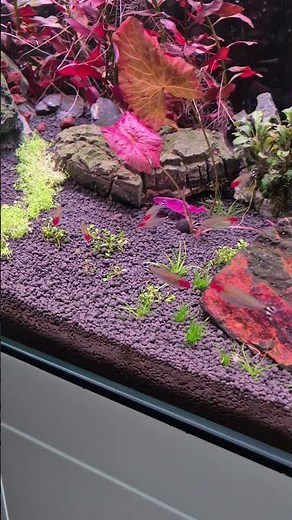 Aquarium d'eau douce et ses quelques poissons 🐠🐚🦐