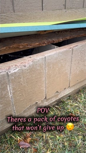 Predator problems never end #homestead #coyotes #chickencoop #reallife #chickens