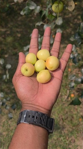 Traditional Village Apple Kul Harvest | Fresh Boroi From The Tree | Part 28