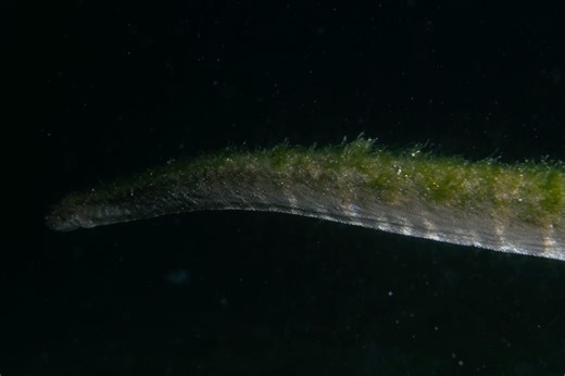 Ancient animal filmed slithering over the seafloor near Komodo island | Discover Wildlife