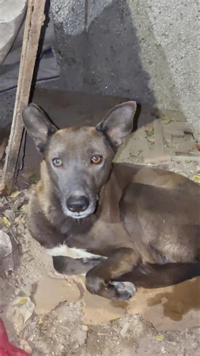 Dogesh Bhai ka Meal 😍 #trending #ytshorts #shorts #shortsfeed #streetdog #doglife #dogshorts #funny