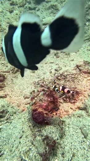 Sidemount Max on Instagram: "Lots of Clownfisch but where is the anemone ? 🫣🥰 #clownfish #balidive #nemos #sealife #reef"