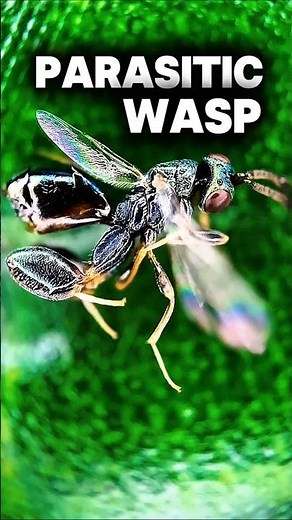 Microscopic View of Parasitic Wasp - Tiny Predator with Long Ovipositor (Chalcid Wasp) #microscope